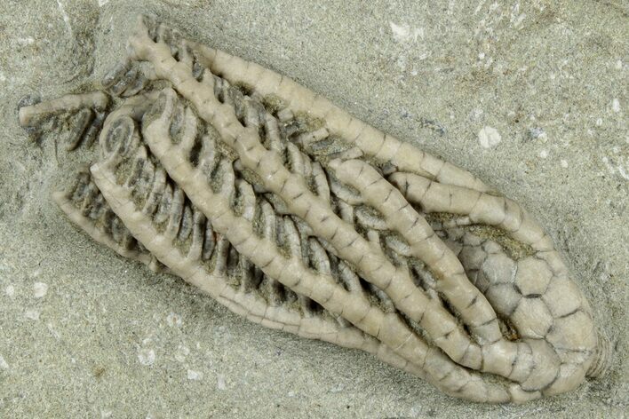 Fossil Crinoid (Histocrinus) - Crawfordsville, Indiana #325637